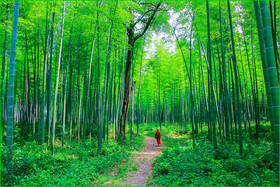 Arashiyama, Bosque de bambú de Arashiyama, Bamboo Forest, Arashiyama Bamboo Grove, Sagano Bamboo Forest, lugares más bellos de Japón